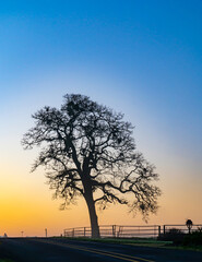 Silhouette of an oak tree at sunrise near Jefferson Oregon
