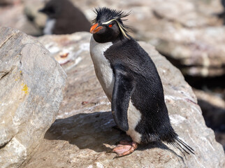 Rockhopper Penguin Portrait