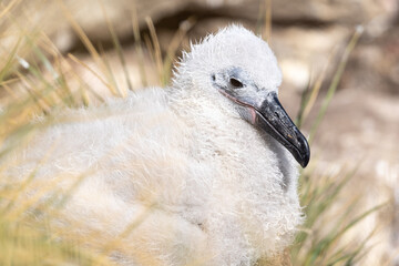 Black-browed albaross chick on its nest amongst the tussock grass