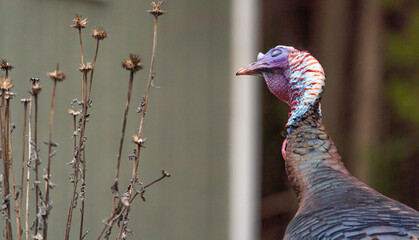 Wild Turkey Pose
