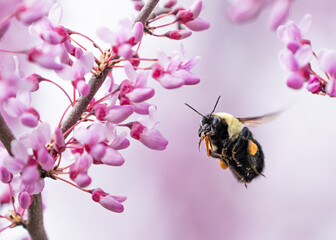 Bumble bee in flight approaching beautiful pink Eastern Redbud blossoms.  Focus is on the bee.  
