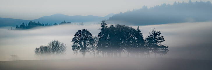 oak trees silhouettes surrounded by fog on a clear morning in an agricultural area near Jefferson,...
