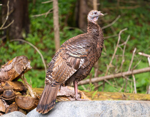 Wild Turkey calmly standing on a rock at the edge of a deep green forest