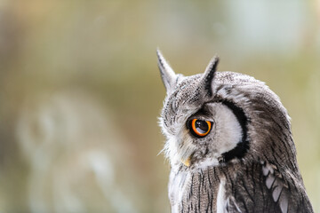 森の哲学者フクロウ　アフリカオオコノハズク