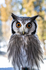 森の哲学者フクロウ　アフリカオオコノハズク