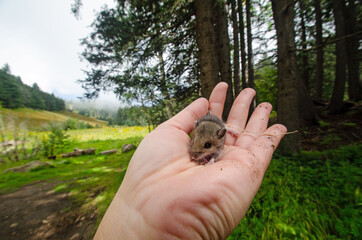 Forest mouse in hand