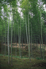 Fototapeta na wymiar Arashiyama Bamboo Forest, Kyoto, Japan