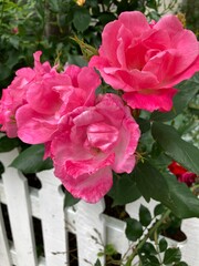 An old fashioned rose flower in a residential garden