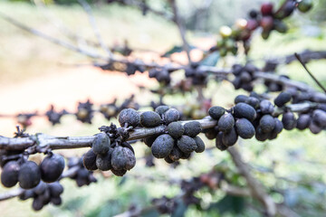 Coffee berries damage  with Disease drought in farm.harvesting Robusta and arabica  coffee berries...