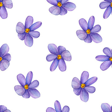 Seamless pattern of hand drawn isolated purple crocus flowers. Spring florals pattern of elegant purple flower in watercolor on white background