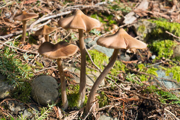 Spring Mushrooms in the Forest