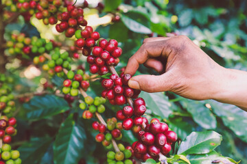 hand plantation coffee berries with farmer harvest in farm.harvesting Robusta and arabica  coffee berries by agriculturist hands,Worker Harvest arabica coffee berries on its branch, harvest concept.