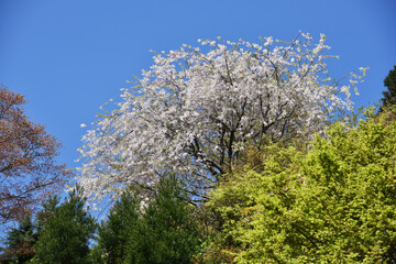 春の善峯寺　境内の桜　京都市