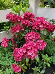 Red flowers in a residential garden