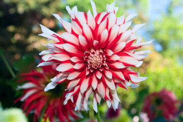Dahlia Flower, Red and White