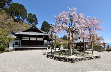 春の善峯寺　釈迦堂のしだれ桜　京都市