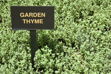 Garden Thyme (Thymus Vulgaris)