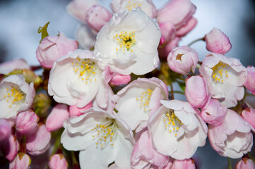 Fototapeta na wymiar Pink Japanese Tree Flowers