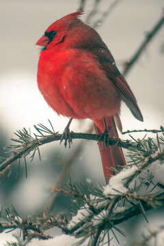 A little red Cardinal bird on a pine branch
