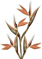Bird of Paradise Flower