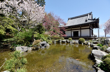 春の善峯寺　薬師堂　京都市