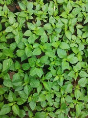Fototapeta premium chili nursery. a small pepper tree that begins to grow. green leaf