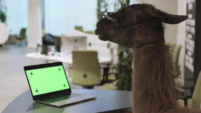 Llama in glasses standing by a green screen laptop on an office desk.