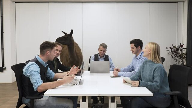 Important business meeting in a modern office with a living llama.