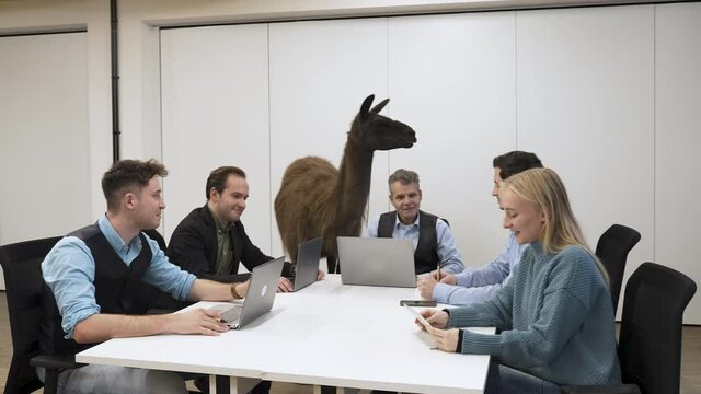 Llama standing by an office desk during a startup business meeting .