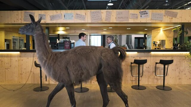Llama being walked past a business meeting in an office cafeteria.