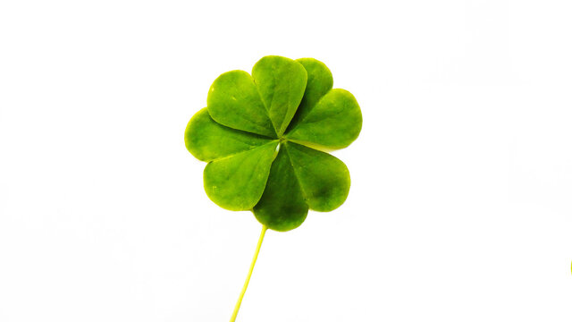 Shamrock lucky charm four leaves copy space isolated on white background banner template