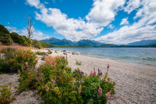 Lake Manapouri with the mountain in the distance and lupine flowers in the foreground on the shore in Fiordland National Park, New Zealand, South Island.