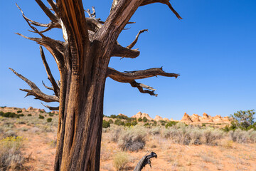 The beautiful landscape and rock formations of Coyote Buttes South in the Vermilion Cliffs National...