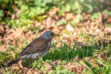 Fieldfare, Turdus pilaris, on a sprng lawn.