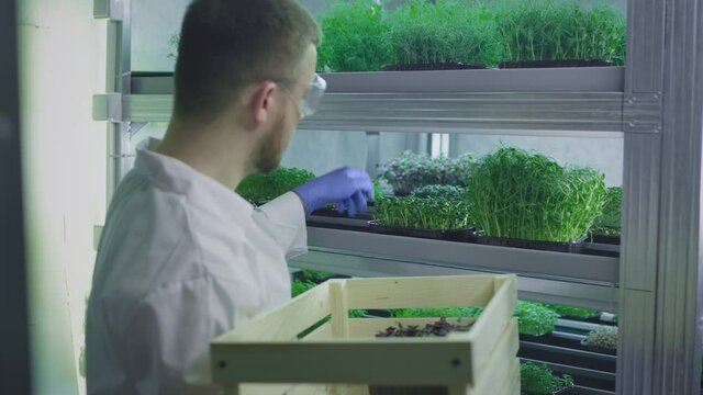 Organic micro greens. A male farmer or scientist takes a container, puts it in a wooden box. Prepares for sale in the store. Food delivery during a pandemic. Laboratory for genetic modification.