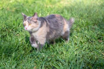 Naklejka na ściany i meble A beautiful fluffy gray cat walks on a green lawn in the sunset light.