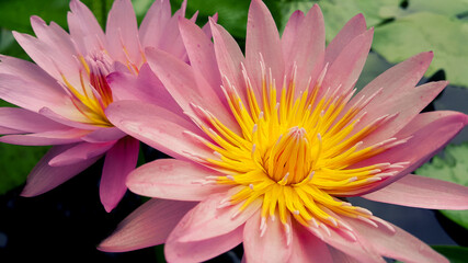 Beautiful pink waterlily or lotus flower. Closeup of lotus flower in pond.