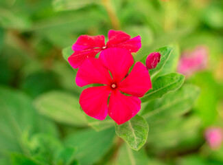 Flor roja en el jardín
