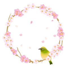 春の桜　めじろ