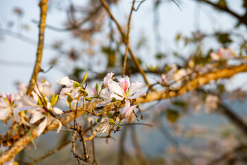 Beautiful white blooming Mountain ebony flower, Orchid flower, Purple bauhinia