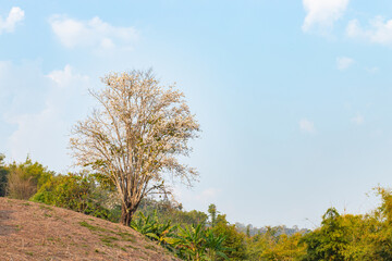 Mountain ebony tree on mountain, Orchid tree, Purple bauhinia tree