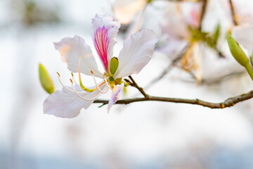 Beautiful white blooming Mountain ebony flower, Orchid flower, Purple bauhinia