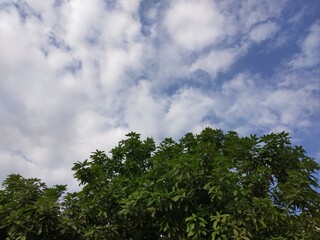 mango tree with white cloud background and blue sky in the morning