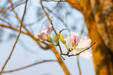 Beautiful white blooming Mountain ebony flower, Orchid flower, Purple bauhinia