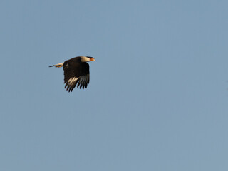 Primer plano de un pájaro caracara quebrantahuesos volando en el cielo azul sin nubes