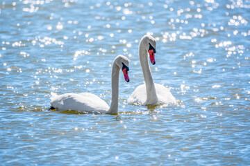 Fototapeta na wymiar Two Graceful white Swans swimming in the lake, swans in the wild