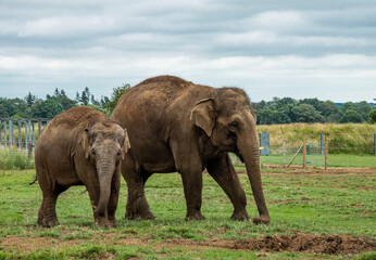 Fototapeta na wymiar african elephant in the wild