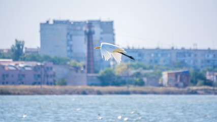 The flight of the little egret. The heron flies over the city pond.
