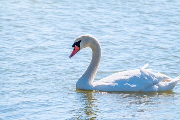 Plakat Graceful white Swan swimming in the lake, swans in the wild. Portrait of a white swan swimming on a lake.