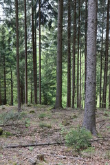 Obraz premium Nadelwald Nadelbäume Fichte Fichten Tanne Tannen Nutzwald Borkenkäfer